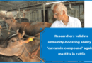 Researchers validate immunity-boosting ability of ‘curcumin compound’ against mastitis in cattle